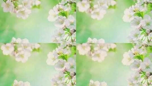 春天唯美的公园樱花特写高清在线视频素材下载