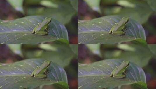 热带生态野生动物雨蛙趴在叶上高清在线视频素材下载