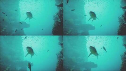 一只在珊瑚礁上游泳的大鲨鱼高清在线视频素材下载