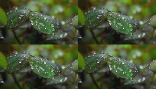 雨天植物叶子的雨水雨滴水珠的自然治愈风景高清在线视频素材下载