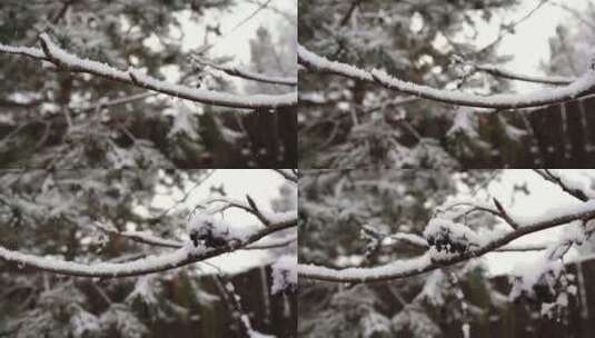 特写光秃秃的树枝上落满雪花高清在线视频素材下载