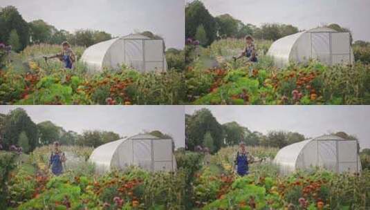 内容园丁在温室旁浇灌郁郁葱葱的花坛高清在线视频素材下载
