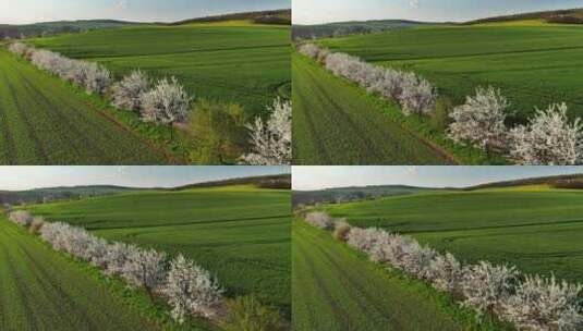 绿色的农田和开花的树【4K】高清在线视频素材下载