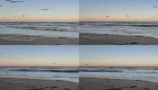 海边海浪海鸟飞翔高清在线视频素材下载