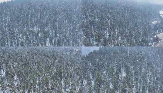 森林 航拍原始森林 雪景 鲁朗林海高清在线视频素材下载