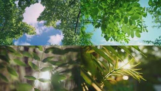 夏天阳光穿过绿叶清新空镜高清在线视频素材下载