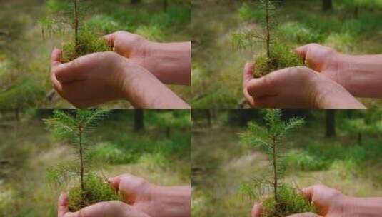 松树种植地球日高清在线视频素材下载