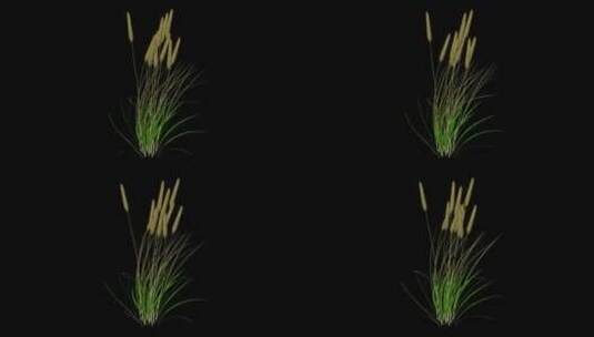 小麦植物高清在线视频素材下载