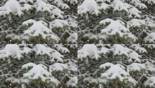 白雪覆盖的冷杉和雪2高清在线视频素材下载