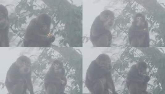 峨眉山 猴子高清在线视频素材下载