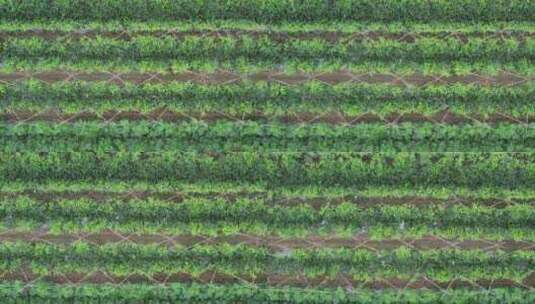 农田里果蔬种植篱笆航拍高清在线视频素材下载