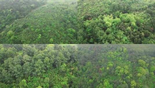 原始森林大树林航拍林木茂盛高清在线视频素材下载