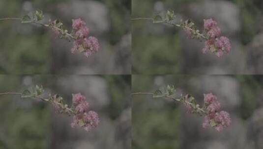 云南芒市勐巴娜西珍奇园热带植被高清在线视频素材下载