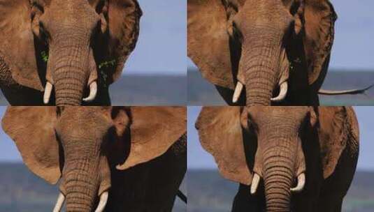 大象、象牙、象牙、哺乳动物高清在线视频素材下载