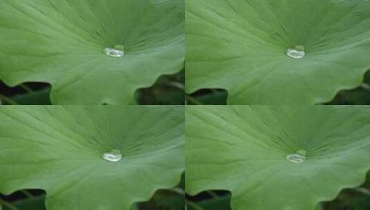 荷叶水珠水滴滴落高清在线视频素材下载