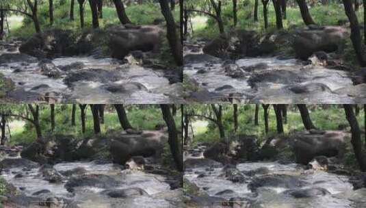 森林中 山泉小溪水高清在线视频素材下载