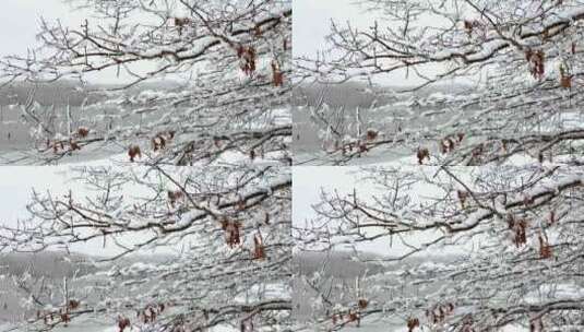 雪覆盖着树枝，上面有雪，还有一个湖高清在线视频素材下载