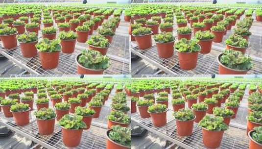 浅紫色甘蓝 观赏甘蓝 蓬松芯甘蓝高清在线视频素材下载