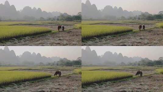 老人牵着牛在草地中放牛高清在线视频素材下载