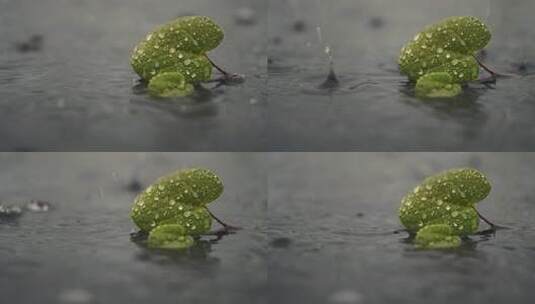 带水珠绿叶特写的雨天自然景象高清在线视频素材下载