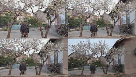 相机高清摄乡村屋前樱桃树下的农民老汉5高清在线视频素材下载