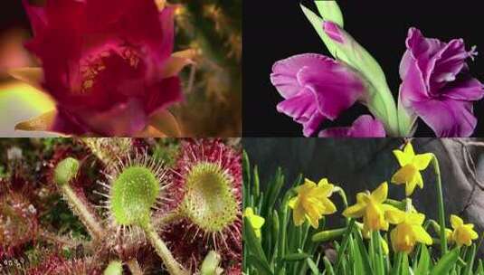 各种植物开花的瞬间高清在线视频素材下载