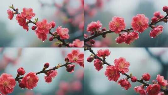 带水珠盛开的红色梅花高清在线视频素材下载