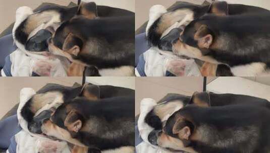 母狗下崽 母狗生小狗全过程4K高清在线视频素材下载