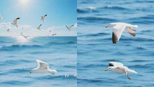 海面上飞翔的海鸥高清在线视频素材下载