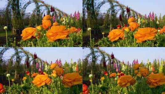 4K春天生机勃勃的花园园艺风光高清在线视频素材下载