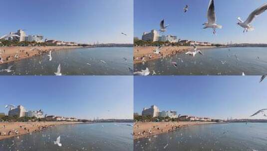 青岛栈桥冬季的海鸥高清在线视频素材下载