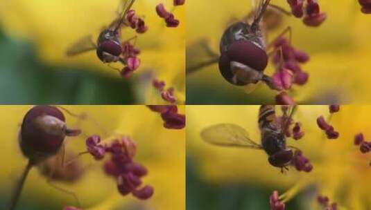 Hoverfly的特写视频高清在线视频素材下载