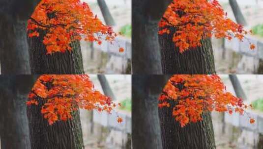 霜叶红于二月花高清在线视频素材下载