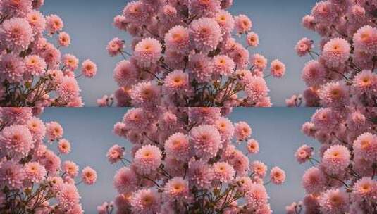 菊花特写秋菊花海花朵花丛向日葵鲜花盛开高清在线视频素材下载