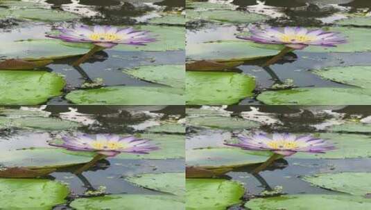 开花的水生植物竖屏高清在线视频素材下载