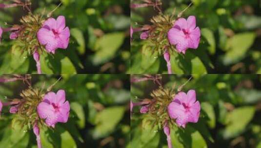 绽放的花朵高清在线视频素材下载