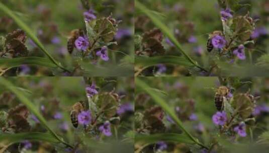 从紫色花朵中采蜜的蜜蜂高清在线视频素材下载