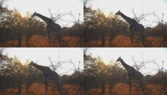 正在吃灌木丛叶子的长颈鹿高清在线视频素材下载