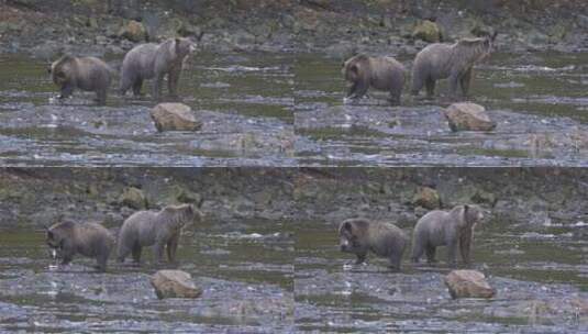  灰熊在河里捕捉鲑鱼高清在线视频素材下载