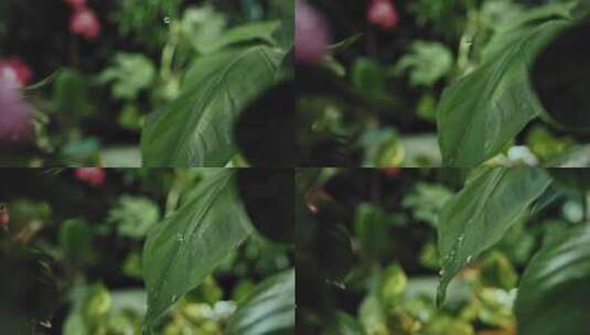 水滴滴到叶子上高清在线视频素材下载