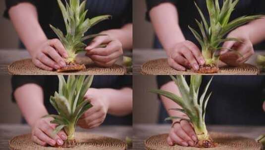 菠萝冠菠萝叶子高清在线视频素材下载