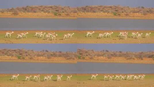 羚羊群在河边行走高清在线视频素材下载