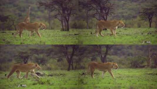 穿过灌木丛的雌狮高清在线视频素材下载