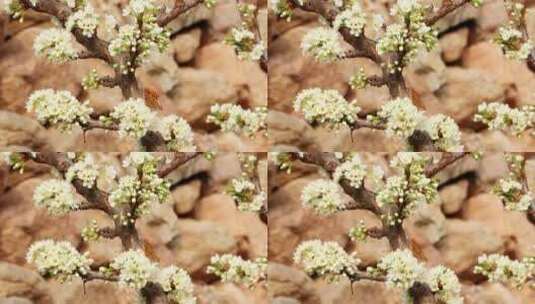 李子树开花与花蝴蝶4K高清在线视频素材下载