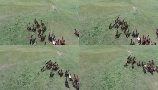 内蒙古赤峰草原马群高清在线视频素材下载