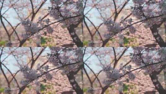 春天樱花树上盛开的樱花高清在线视频素材下载