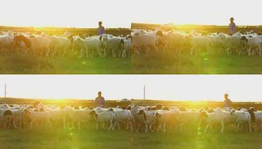内蒙古锡林浩特草原阳光羊群地拍709高清在线视频素材下载
