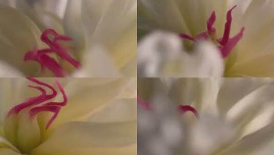 鲜花芍药洋牡丹花蕊花粉高清在线视频素材下载