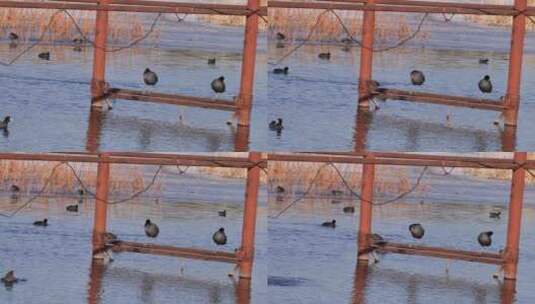 黑天鹅湖圆明园野鸭芦苇栖息地高清在线视频素材下载