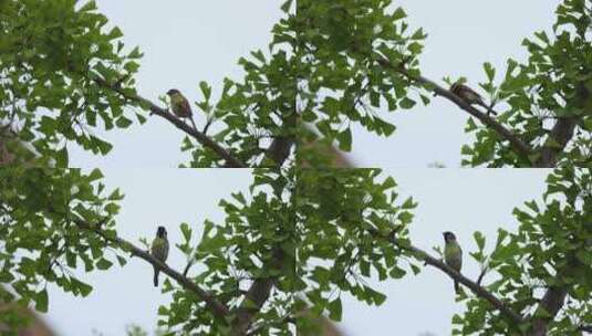 树枝上 小鸟 麻雀高清在线视频素材下载